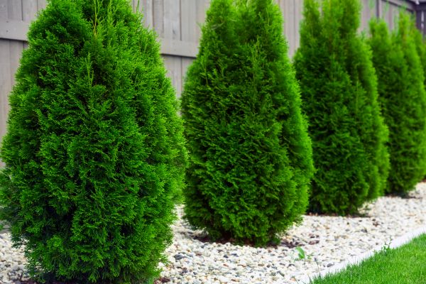 Arborvitae Planting in Jacksonville