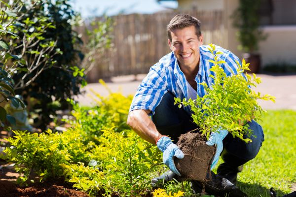 Bush Planting Service in Jacksonville