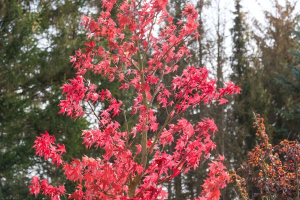 Japanese Maple Planting in Jacksonville