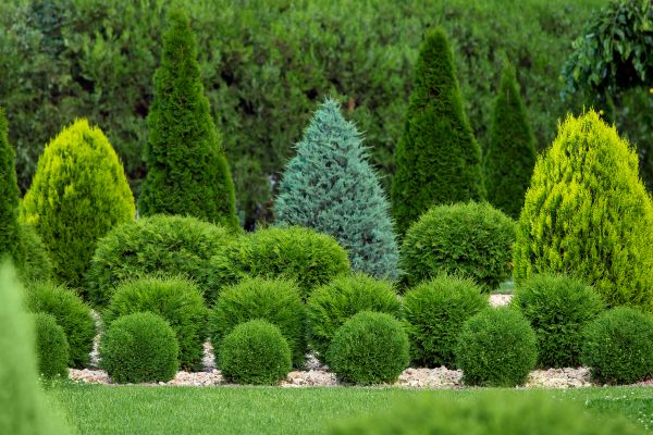 Shrub Installation in Jacksonville