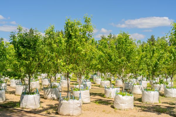 Tree Planting Service in Jacksonville