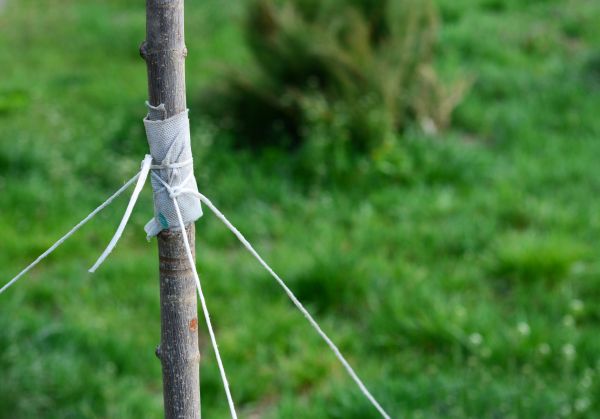 Tree Staking Service in Jacksonville
