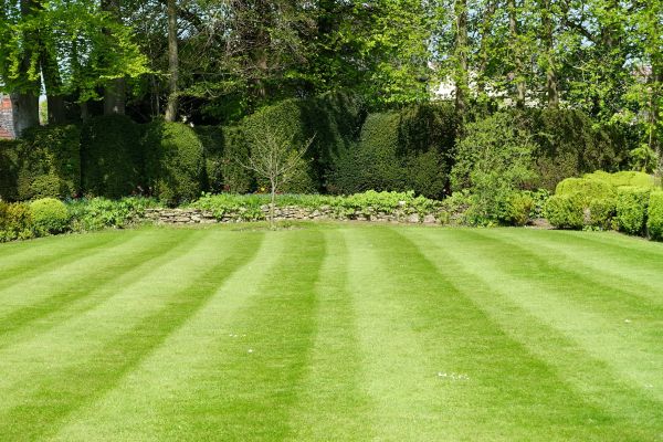 Lawn Renovation in Jacksonville