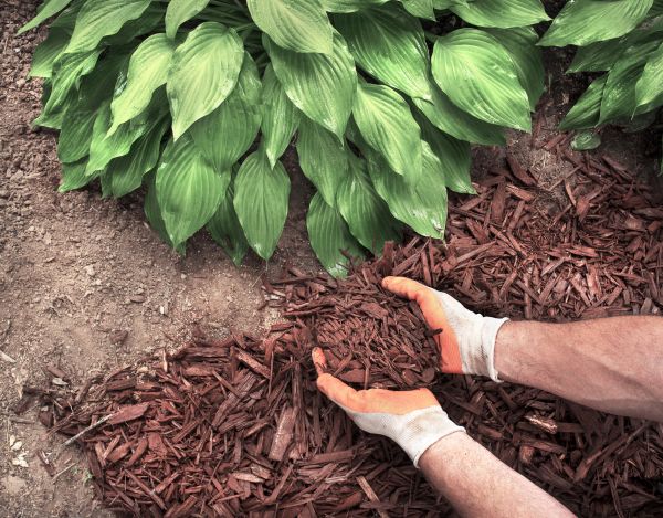 Shredded Mulch Service in Jacksonville
