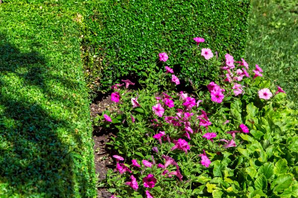 Softscaping Service in Jacksonville