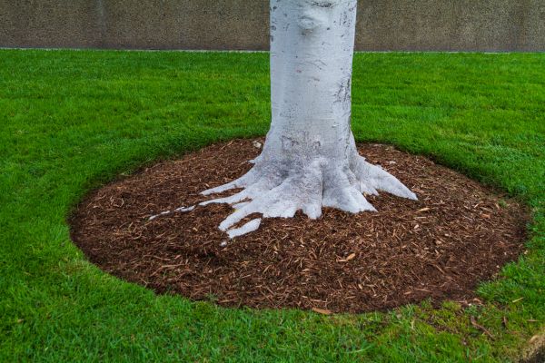 Brown Mulch Installation in Jacksonville