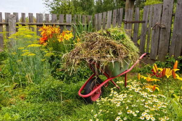 Garden Cleanup Service in Jacksonville