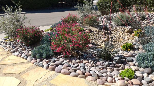 Xeriscape Landscaping in Jacksonville