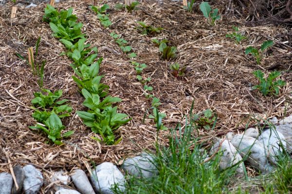 Mulch Service in Jacksonville