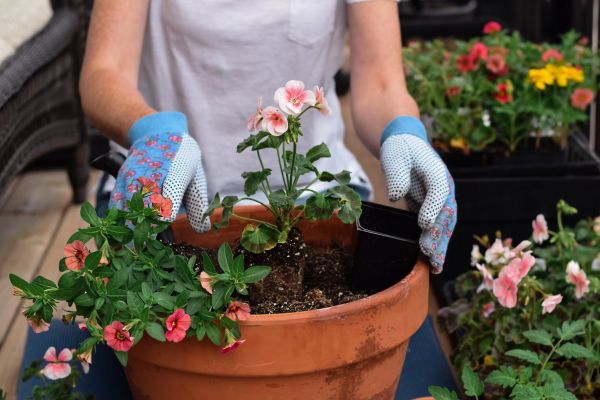 Plant Care Service in Jacksonville
