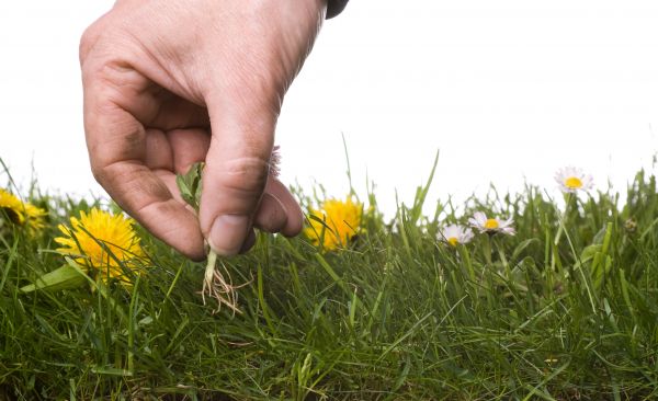 Lawn Weeding in Jacksonville