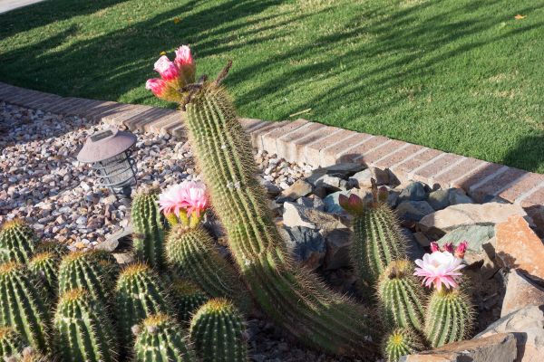 Desert Landscaping in Jacksonville