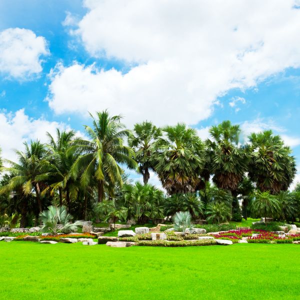 Tropical Landscaping in Jacksonville