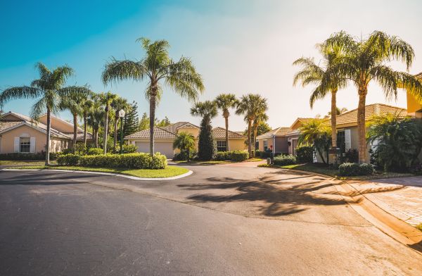 Palm Tree Landscaping in Jacksonville