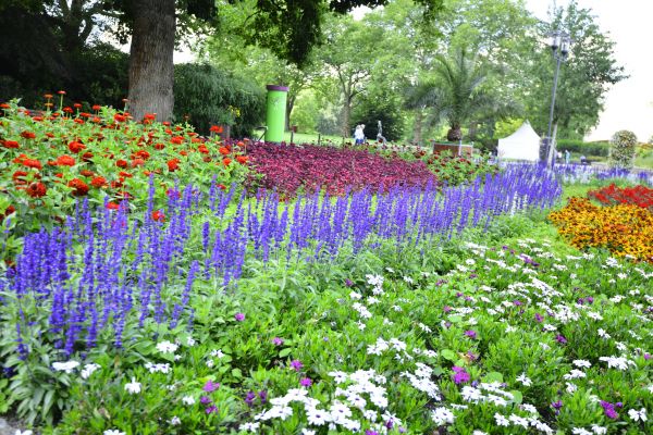 Perennials Planting in Jacksonville
