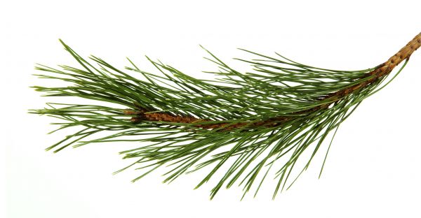 Pine Needles Installation in Jacksonville
