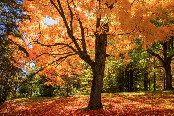 Maple Tree Planting in Jacksonville