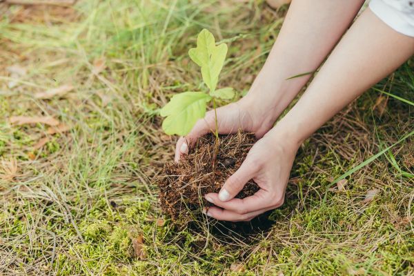 Oak Tree Planting in Jacksonville