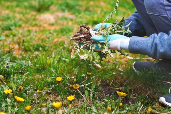 Flower Bed Clearing in Jacksonville