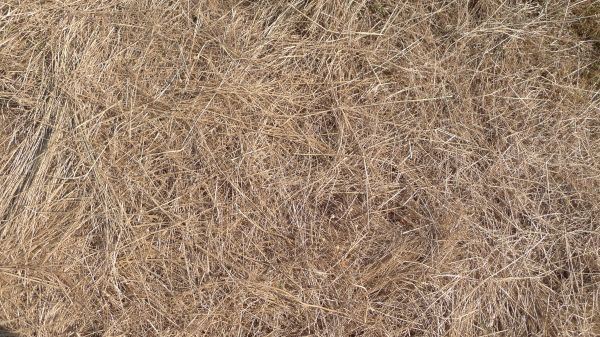 Pine Straw Replacement in Jacksonville