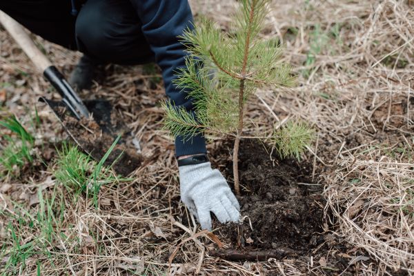 Pine Tree Planting in Jacksonville