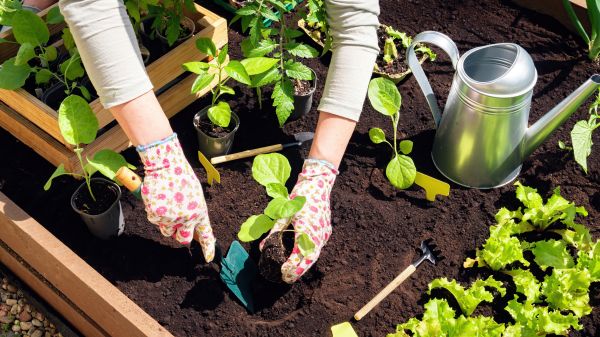 Garden Bed Installation in Jacksonville