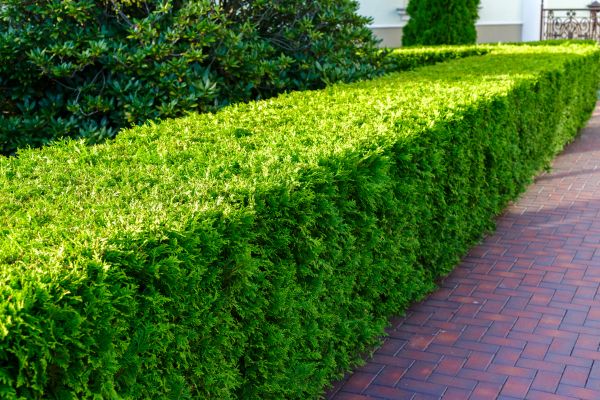 Hedge Installation in Jacksonville