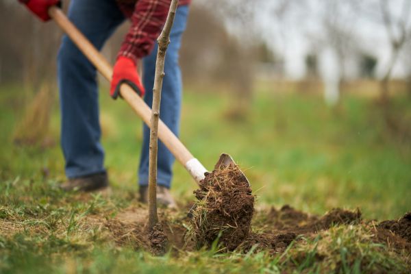 Trees Planting in Jacksonville