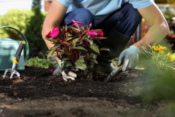 Plant Replacement in Jacksonville