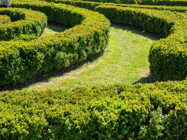 Bush Landscaping in Jacksonville