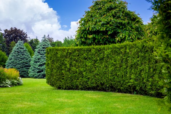Hedge Landscaping in Jacksonville