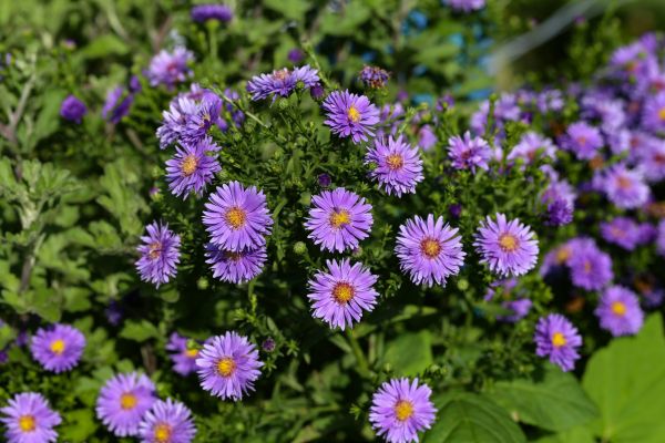 Perennial Flower Planting in Jacksonville