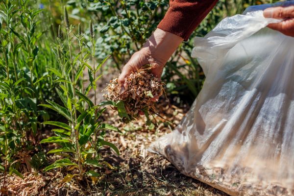 Wood Mulch Installation in Jacksonville