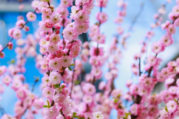 Japanese Cherry Tree Planting in Jacksonville