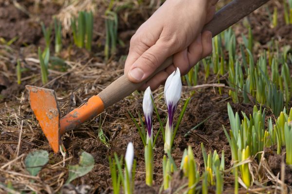 Flower Garden Weeding in Jacksonville