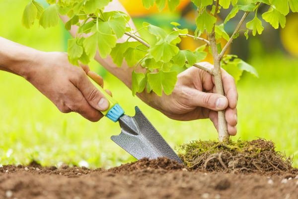 Fruit Tree Planting in Jacksonville