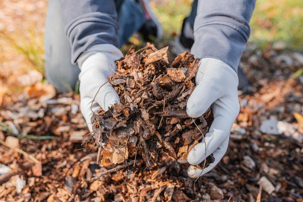 Shredded Mulch Installation in Jacksonville