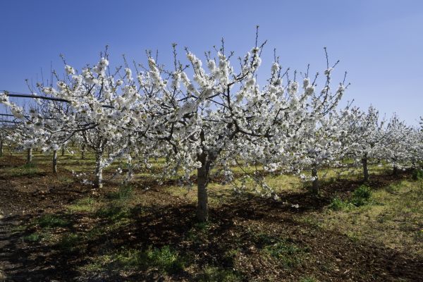 Orchard Planting in Jacksonville