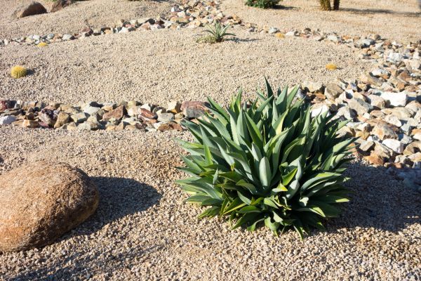 Xeriscaping Service in Jacksonville