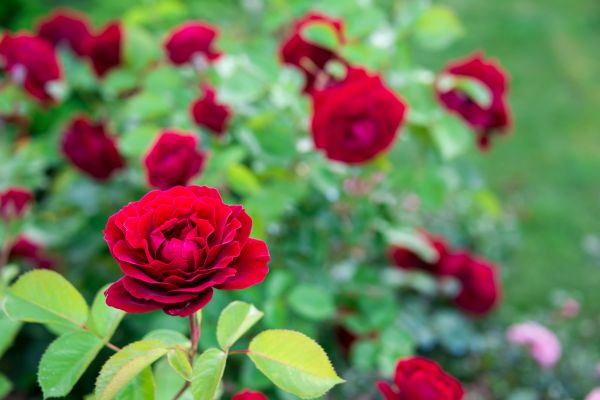 Rose Planting in Jacksonville