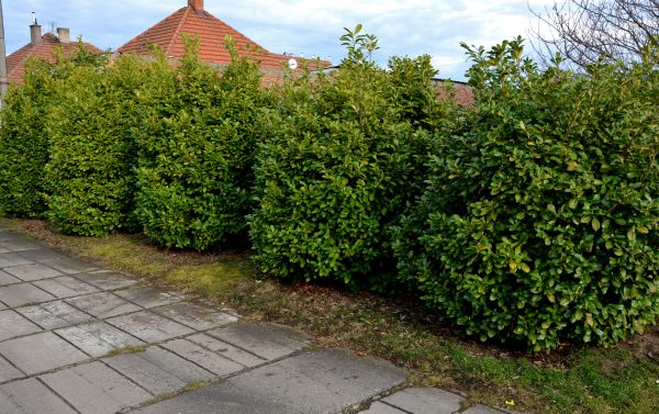 Privacy Shrub Installation in Jacksonville
