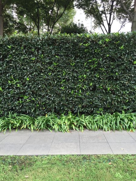 Privacy Shrub Planting in Jacksonville