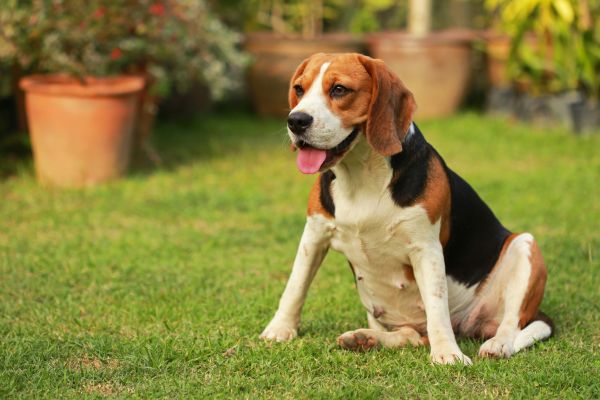 Dog Friendly Landscaping in Jacksonville