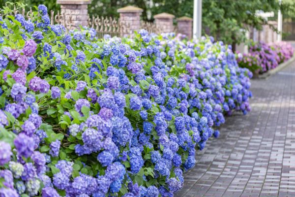 Hydrangea Landscaping in Jacksonville