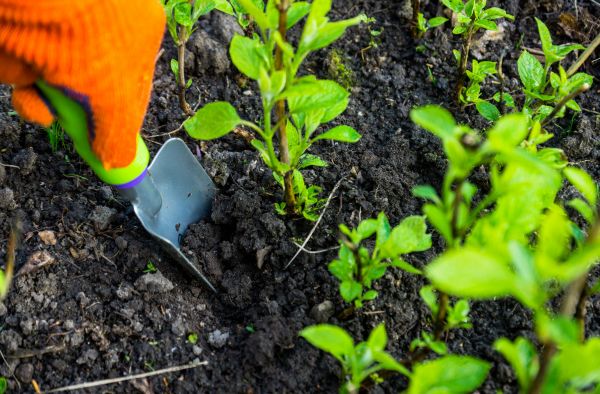 Hydrangea Planting in Jacksonville