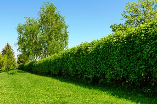 Hedge Replacement in Jacksonville