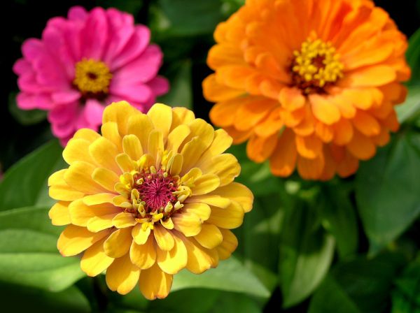 Zinnia Planting in Jacksonville