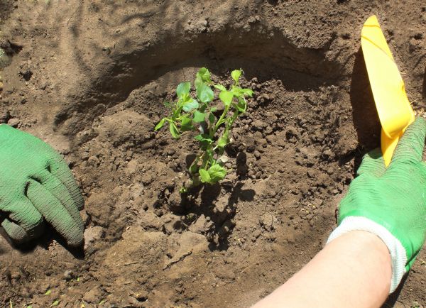 Rose Bush Planting in Jacksonville