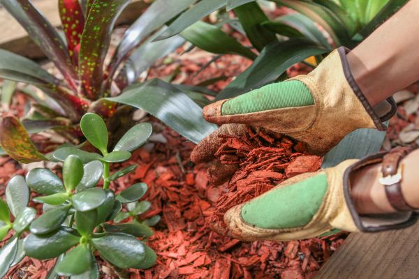 Residential Mulching in Jacksonville
