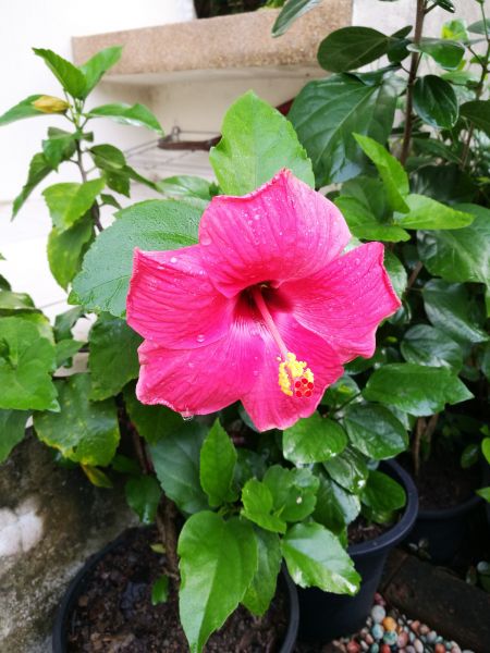 Hibiscus Planting in Jacksonville